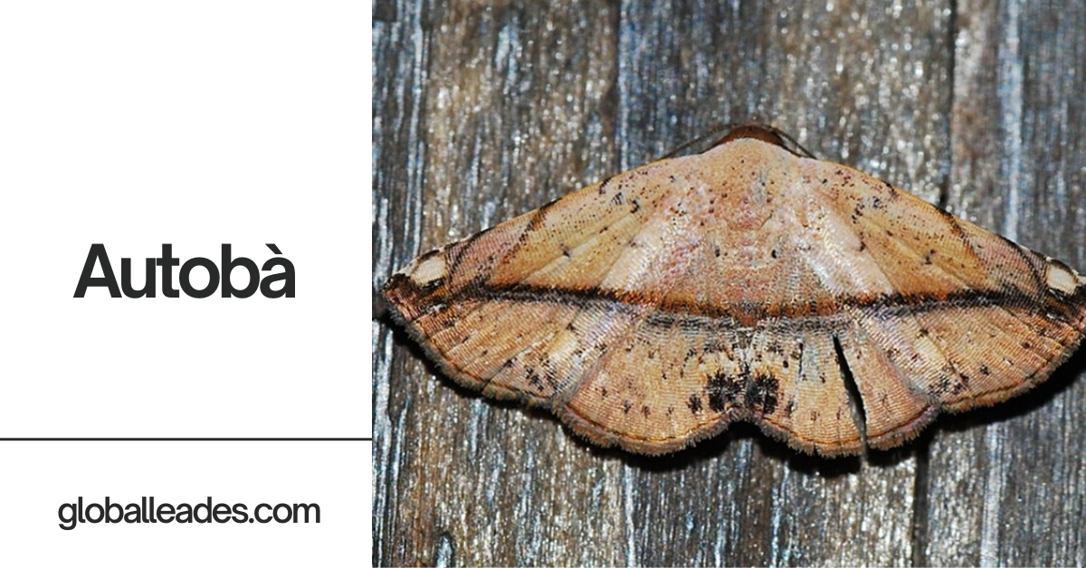 Autobà – Exploring The Moth Genus Erected by Francis Walker  In 2024