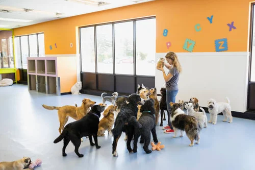 4 Types of Doggy Daycare Services    